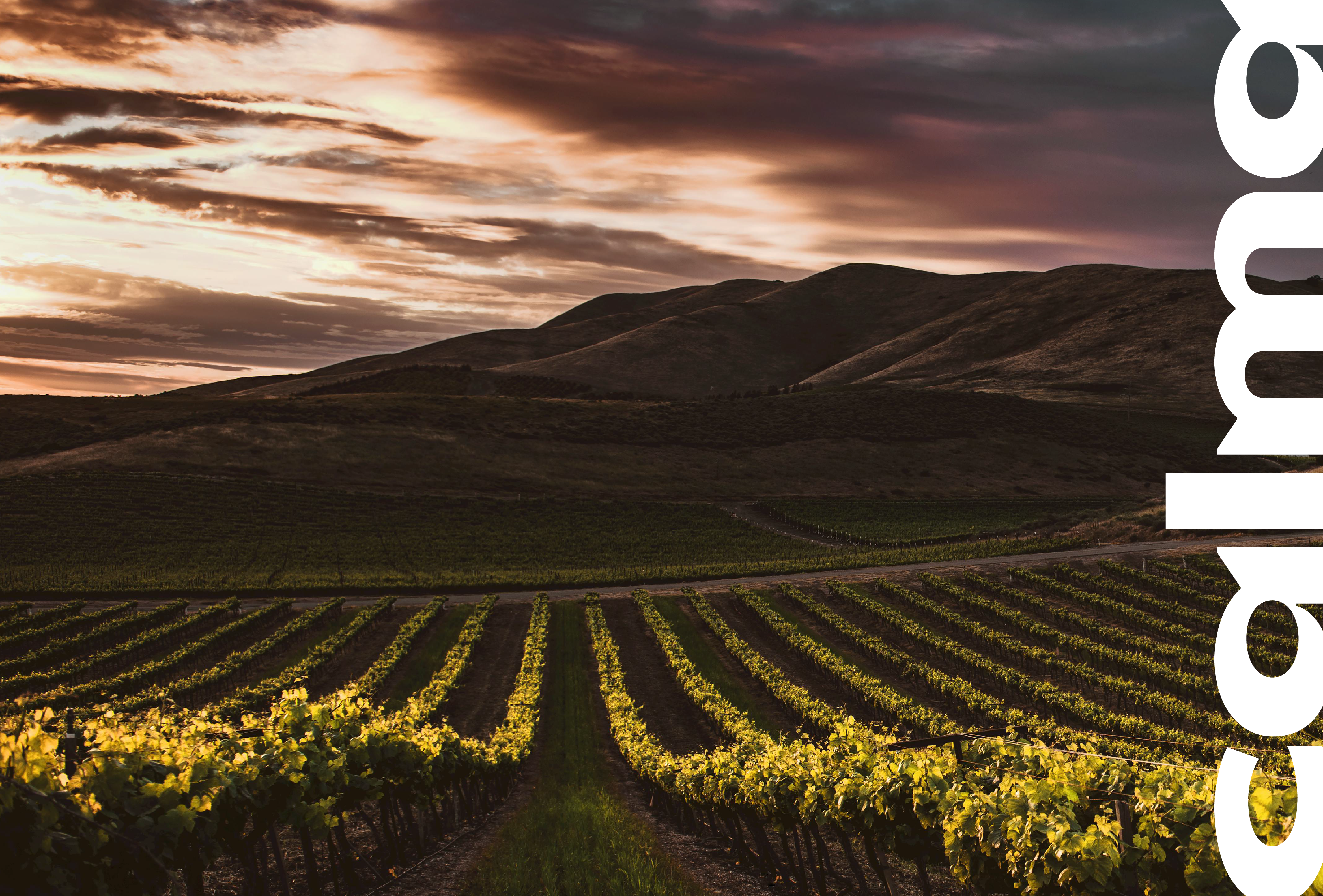 Enoturismo, rutas por viñedos y bodegas, cata de vinos, senderos entre viñedos